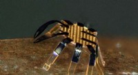 Northwestern Engineers Build 0.5‑mm Robotic Crab: Smallest Remote‑Controlled Walking Robot