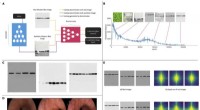 Computer Scientists Warn: AI-Generated Images Threaten Research Integrity