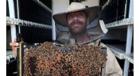 AI-Powered Beehives in Israeli Kibbutz Combat Global Bee Decline