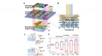 Van der Waals Heterostructures: Enabling Simultaneous Broadband Image Sensing and Convolutional Processing