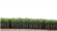 Breakthrough: Converting Sugarcane Waste into High-Value Chemicals for Sustainable Industries
