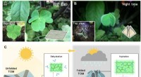 Plant-Inspired TransfOrigami Microfluidics: Adaptive Biomimetic Systems for Environmental Response