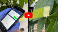Smart Sensors for Plants: Early Water Loss Detection with Wearable Technology