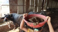 India Harnesses Cow Dung for Clean Energy and Farmer Revenue Growth