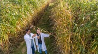 Miscanthus Bioethanol: A Negative Carbon Footprint for Sustainable Fuel