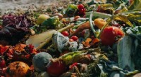 Turning Food Waste into Renewable Energy: A Sustainable Solution