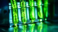 Sustainable Energy Shift: How Microalgae Biofuel Technologies Are Ending Oil Dependence