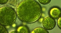 Microalgae: Nature s Green Gold – Pioneering Sustainable Food Solutions for a Hungry World