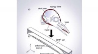 Bio-Inspired Composite Beams: Optimizing Impact Absorption with Woodpecker Head Design