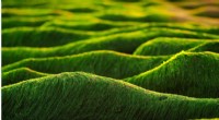AI Breakthrough: Algae Biofuel Sets World Record as Sustainable Jet Fuel