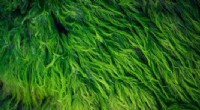 Study Shows Algae Biofuels Cut CO2 Emissions by Utilizing Ethanol Production Byproducts