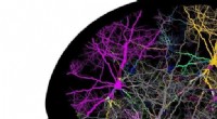 Machine Learning Decodes Neuron Complexity: UW-Madison Research Insights