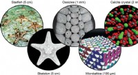 Starfish-Inspired Ceramic Microlattice Breakthrough for Ultra-Durable Materials