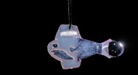 First Autonomous Biohybrid Fish Powered by Human Cardiac Cells Mimics Heartbeat Swimming