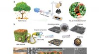 Sustainable Micro-Supercapacitors from Fallen Leaves: A Novel Energy Storage Solution