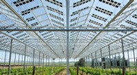 Feeding the Future: Agrivoltaics Combines Solar Energy and Agriculture