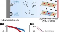 Predicting Lithium Metal Battery Capacity Degradation: A Data-Driven Approach