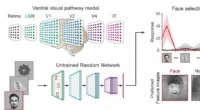 KAIST Study: Untrained Deep Neural Networks Exhibit Spontaneous Face Detection