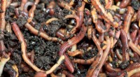 Transforming Non-Recyclable Plastics: How Earthworms and Microbes Enable Bioconversion