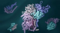 Deep Learning and Evolutionary Analysis Reveal 3D Protein Interaction Structures