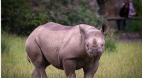 World s First Rhino Horn NFT Auction in South Africa for Conservation Funding