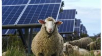 Solar Farms Foster Biodiversity and Agriculture: Benefits for Bees, Sheep, and Crops