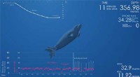 Data-Driven Animations: Integrating Biology, Art, and Computation in Marine Mammal Research
