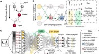 Enhancing AI Learning: Mesoscale Neural Plasticity in Spiking Neural Networks