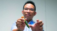 NTU Breakthrough: Enhancing Energy Generation from Microalgae via Protein Encapsulation