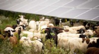 Solar Farms and Sheep Grazing: A Sustainable Solution for Agriculture and Climate
