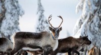 Norway Court Rules Wind Farms Harm Sami Reindeer Herders