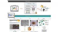 DeepImageJ: Effortless AI-Powered Image Analysis for Life Science Research