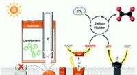 Breakthrough: Engineered Cyanobacteria Convert CO2 to Ethylene Using Electricity