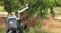 Robotic Revolution: Transforming Peach Orchards in Georgia
