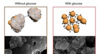 Sugar-Based Electrode Innovation Extends Lithium-Sulfur Battery Lifespan