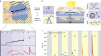 Bio-Inspired Organic Transistor for Adaptive Light Detection