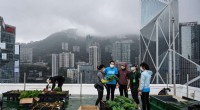 Hong Kong s Rooftop Farms: Greening the Skyline with Urban Agriculture