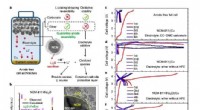 Breakthrough Anode-Free Lithium Battery: High Energy Density and Extended Lifespan via Advanced Cathode and Electrolyte Design
