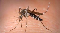 AI-Powered Neural Network for Accurate Tiger Mosquito Identification