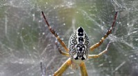 Global Spider Silk Database Accelerates Biomaterial Innovation and Research
