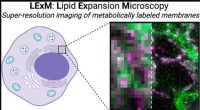 Breakthrough in Lipid Imaging: Click Chemistry Enhances Expansion Microscopy