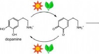 Chlorophyll s Antioxidant Recycling: New Biochemical Evidence for Dietary Benefits