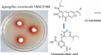 Novel Anti-Tumor Compound Discovered in Aspergillus cavernicola Fungus Extract