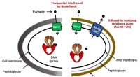 Evybactin s Selective Mechanism: A Breakthrough in Tuberculosis Treatment Without Antibiotic Resistance