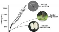 Scientists Create Re-spun Silkworm Silk 70% Stronger Than Spider Silk