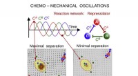 Synthetic Microcapsules Mimic Protocell Behavior with Chemo-Mechanical Oscillations