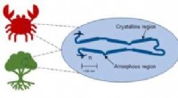 Sustainable Nanocrystal Synthesis: Cleaner, Cost-Effective Method Using Cellulose and Chitin from Renewable Resources