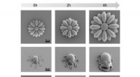 3D-Printed Microscopic Octopuses: Smart Polymers Enable Dynamic Growth and Hardening