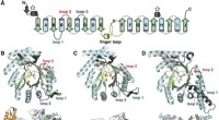 The Ribonucleotide Reductase Family: Key to Life s Evolutionary Adaptation to Oxygen