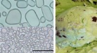 New Research: Plant-Based Cellulose Nanocrystals Prevent Crunchy Texture in Ice Cream